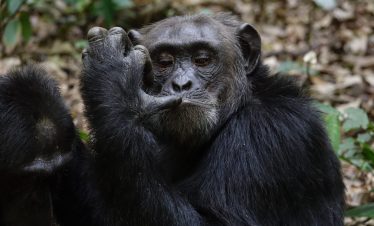 GORILLAS AND THE JOIN GREAT MIGRATION IN ONE