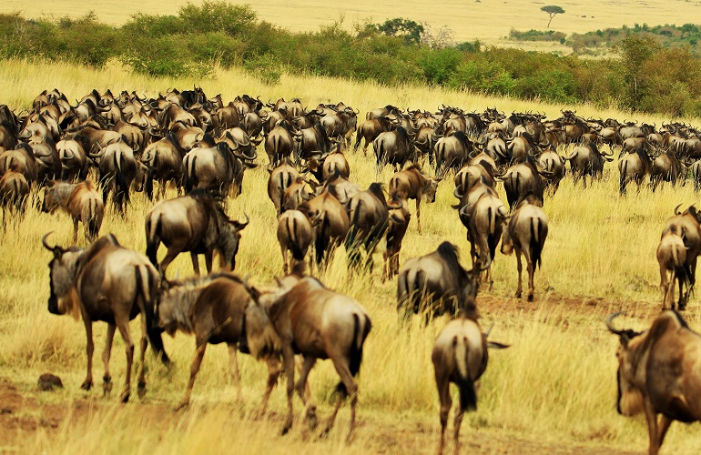 Most popular 5 days Serengeti wildebeest migration safari in April and May for the green season