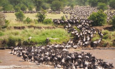 7 days Serengeti migration safari for mara river crossing