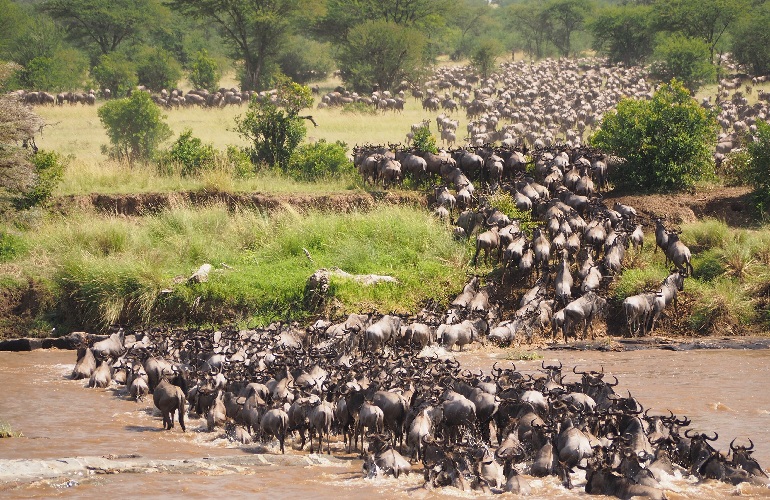 7 days Serengeti migration safari for mara river crossing