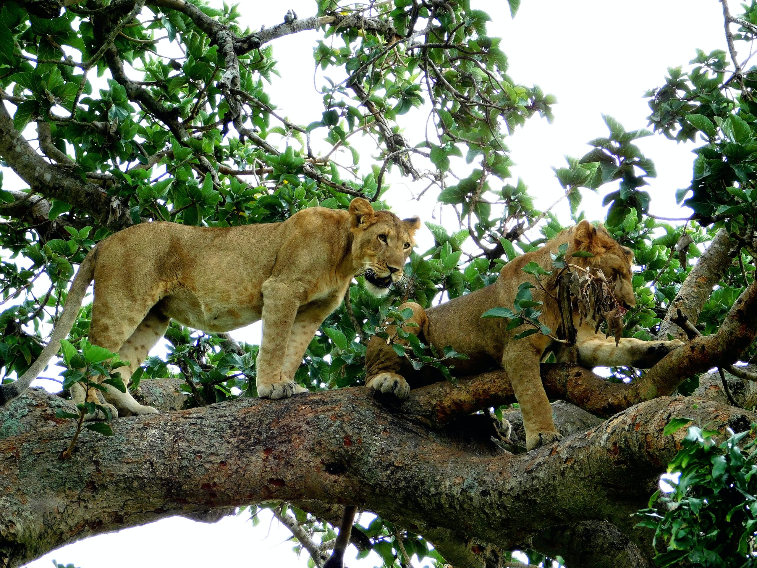 Lake Manyara tours
