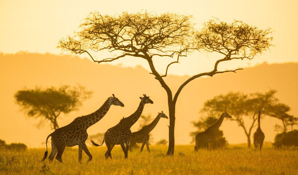 giraffe Serengeti x