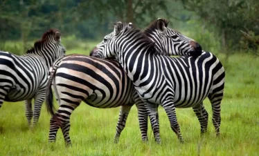 three zebras are standing together in the grass