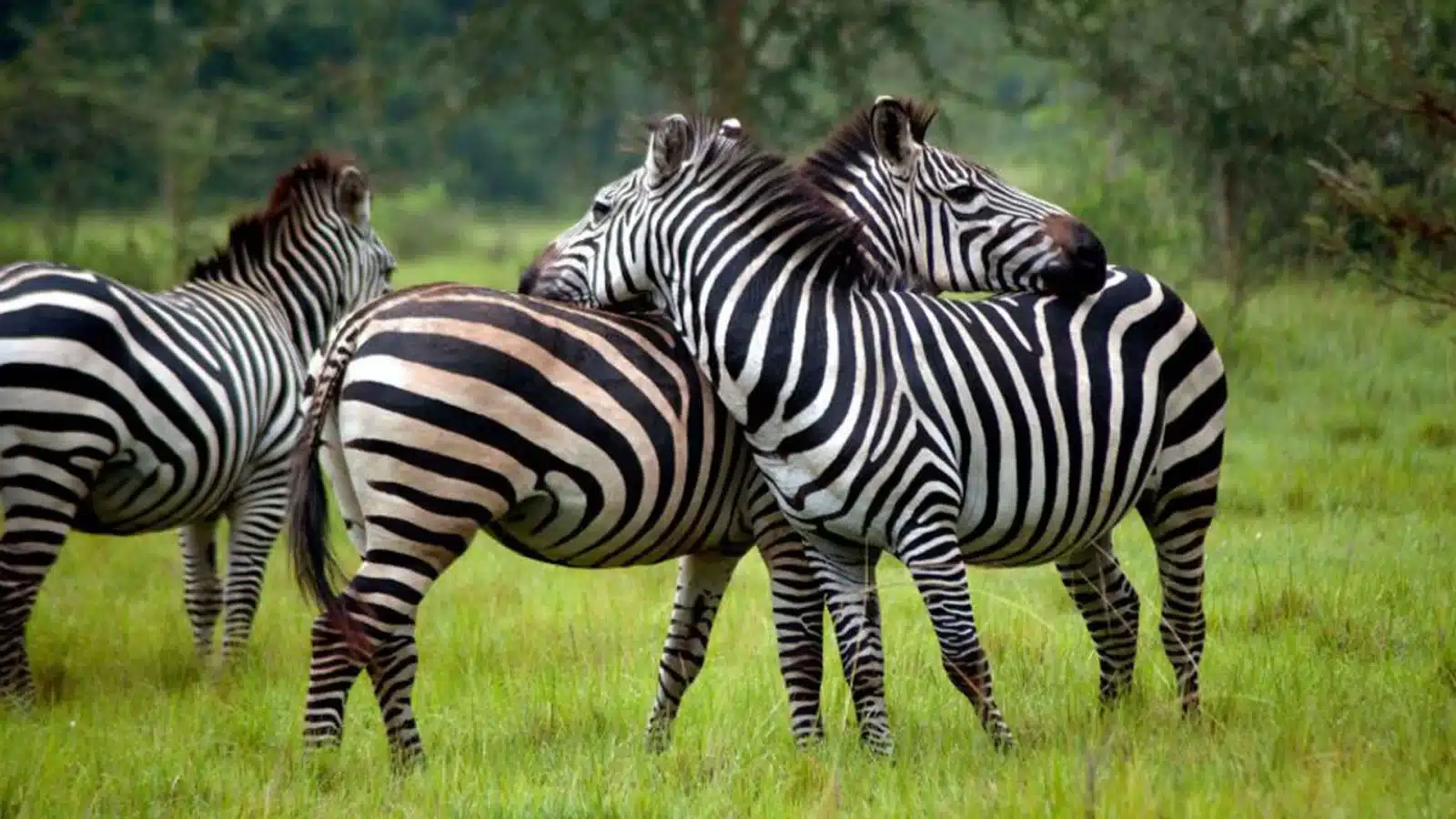 three zebras are standing together in the grass