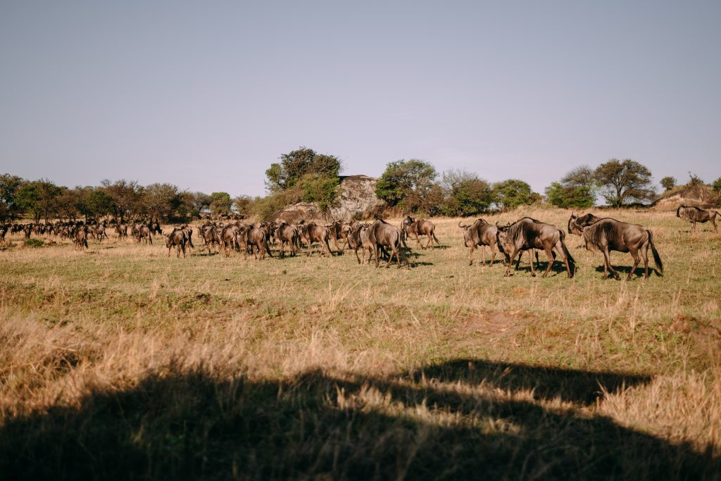 Ndutu Calving Season